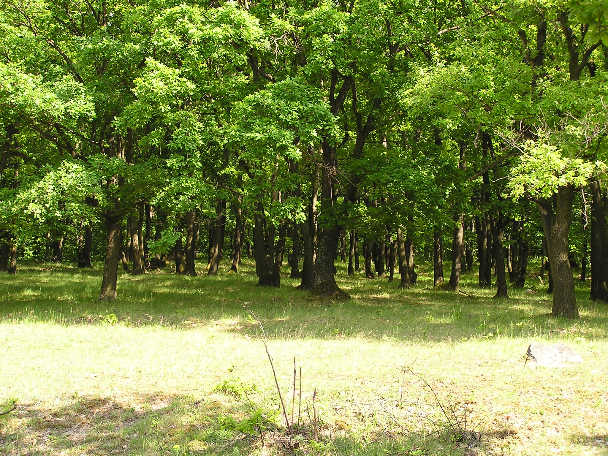 P1010006.JPG