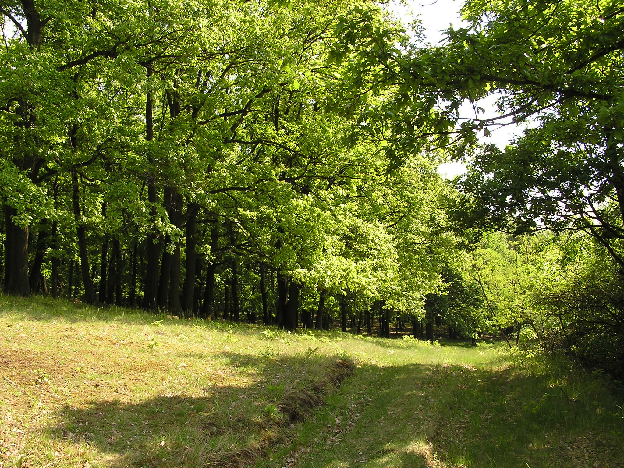 P1010008.JPG