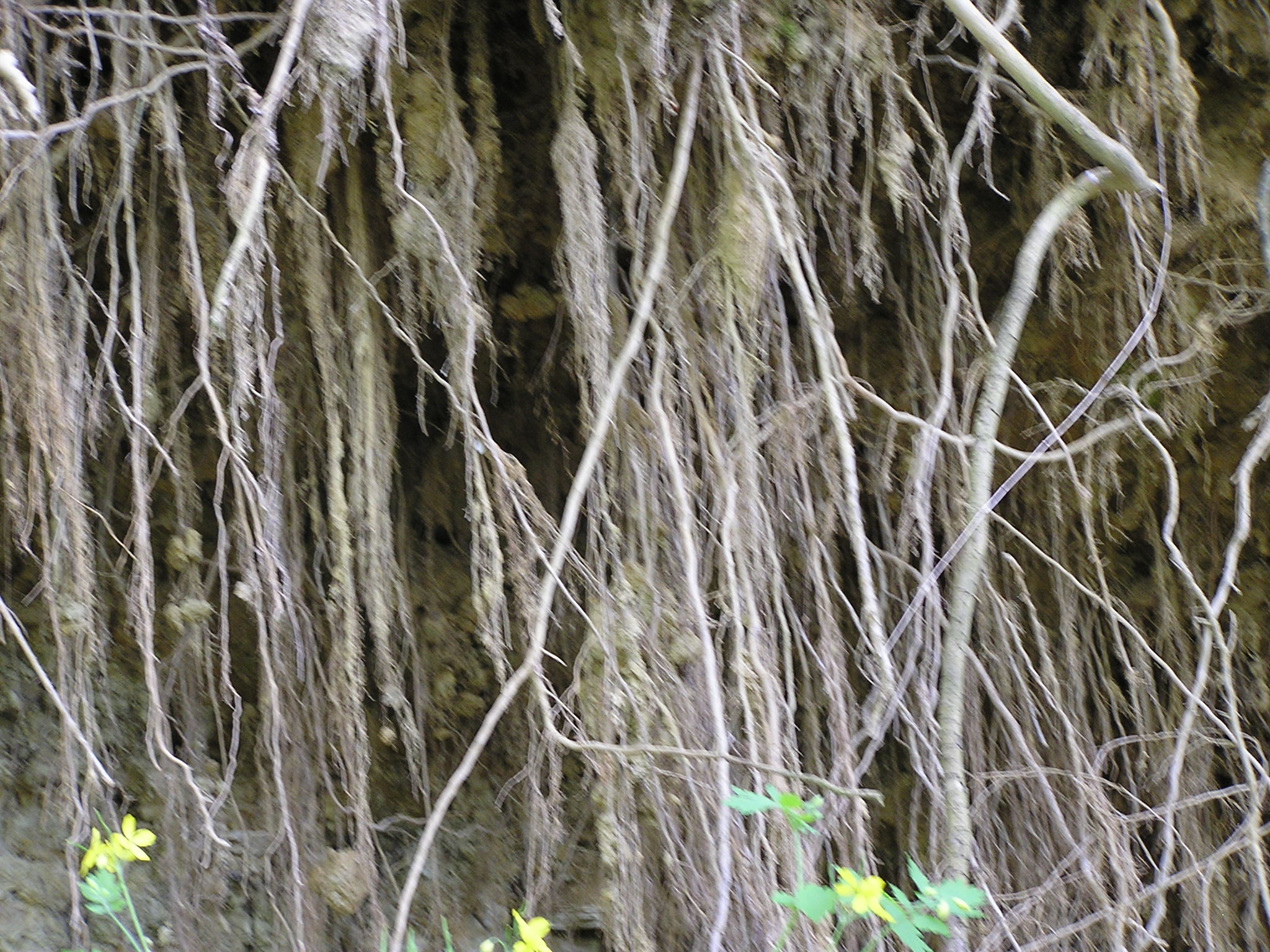 P1010030.JPG