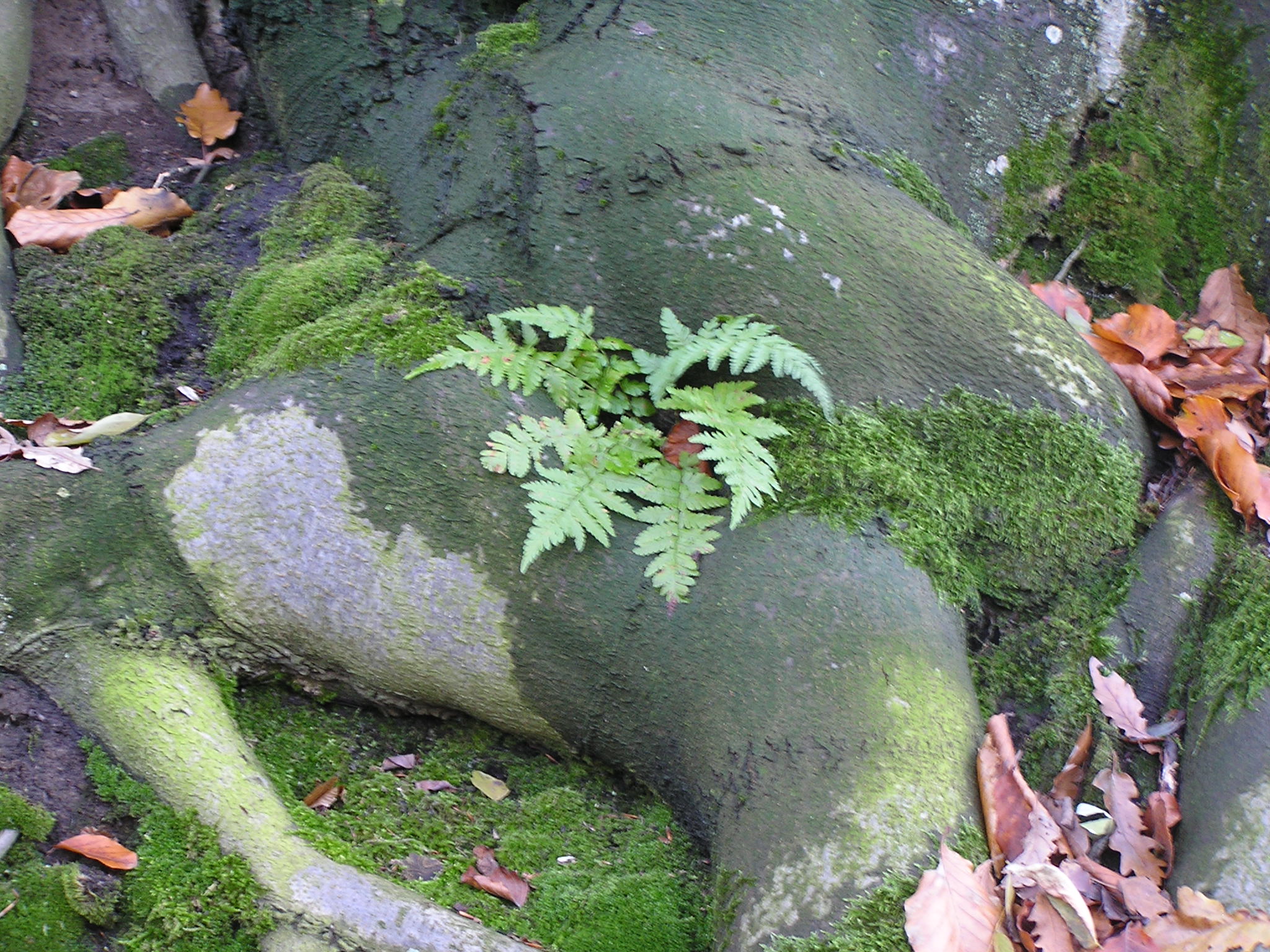 P1010027.JPG