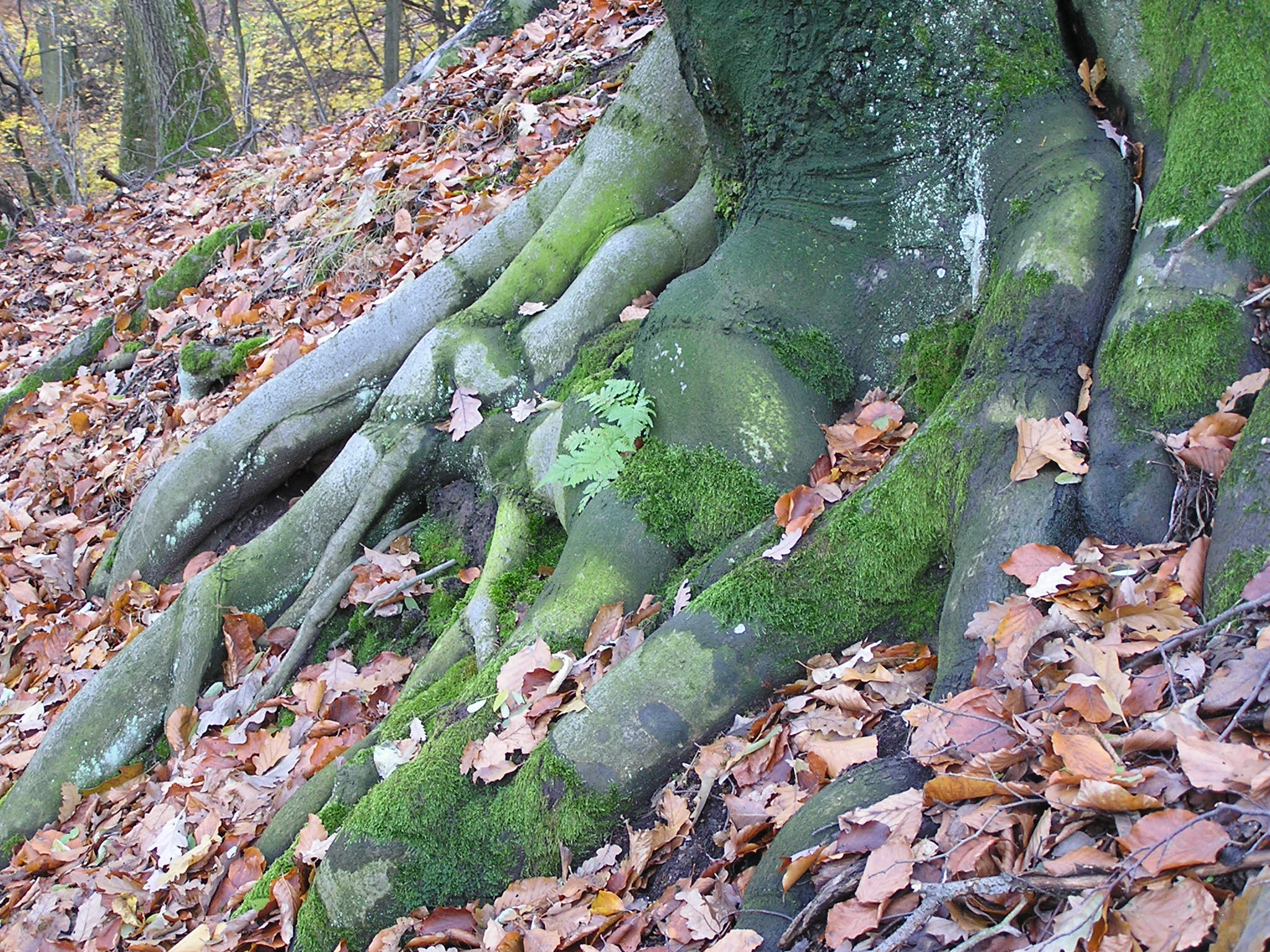 P1010028.JPG