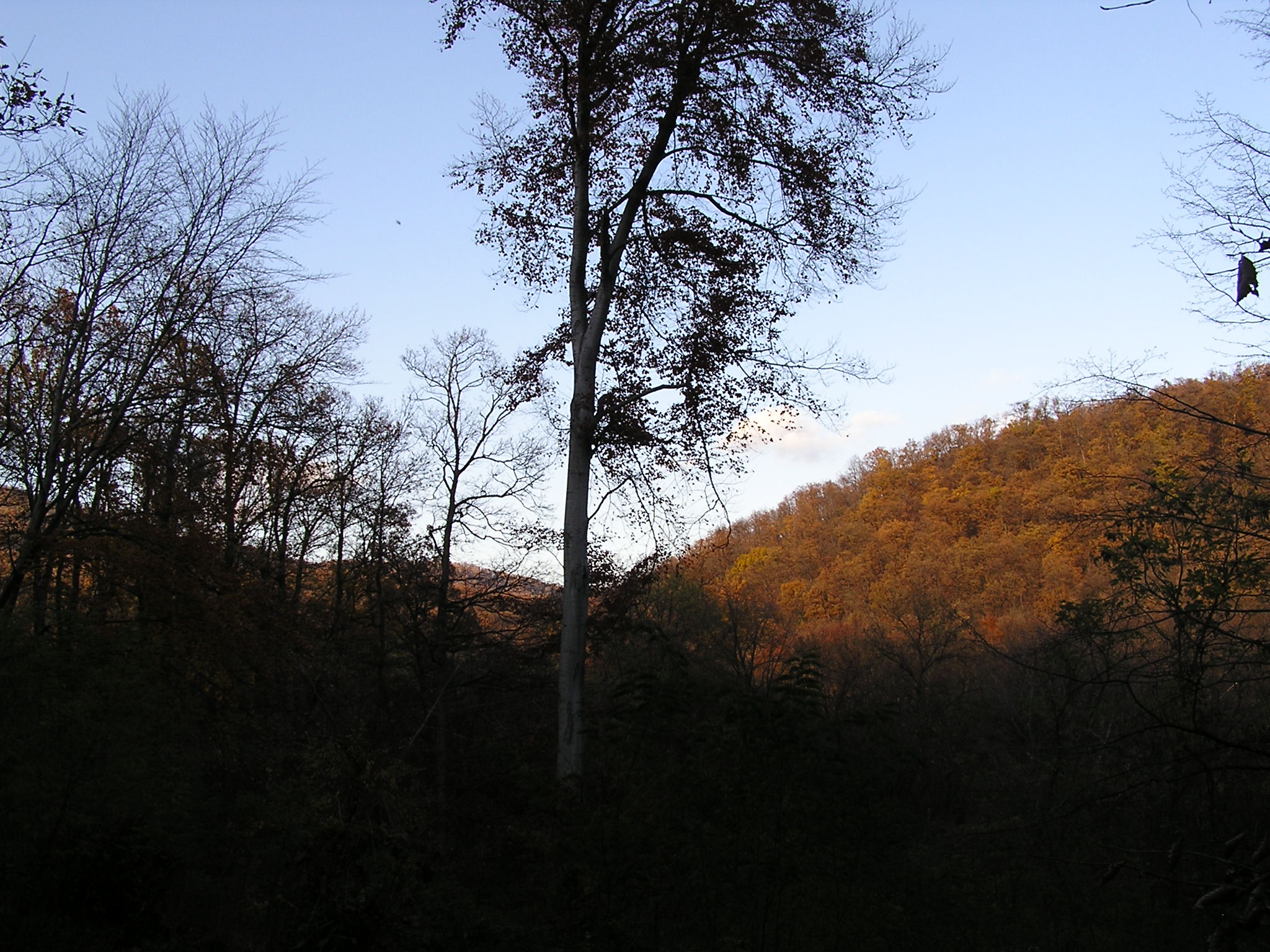 P1010029.JPG