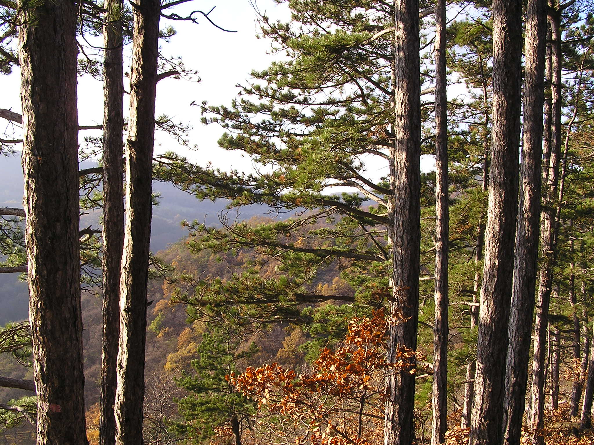 P1010040.JPG