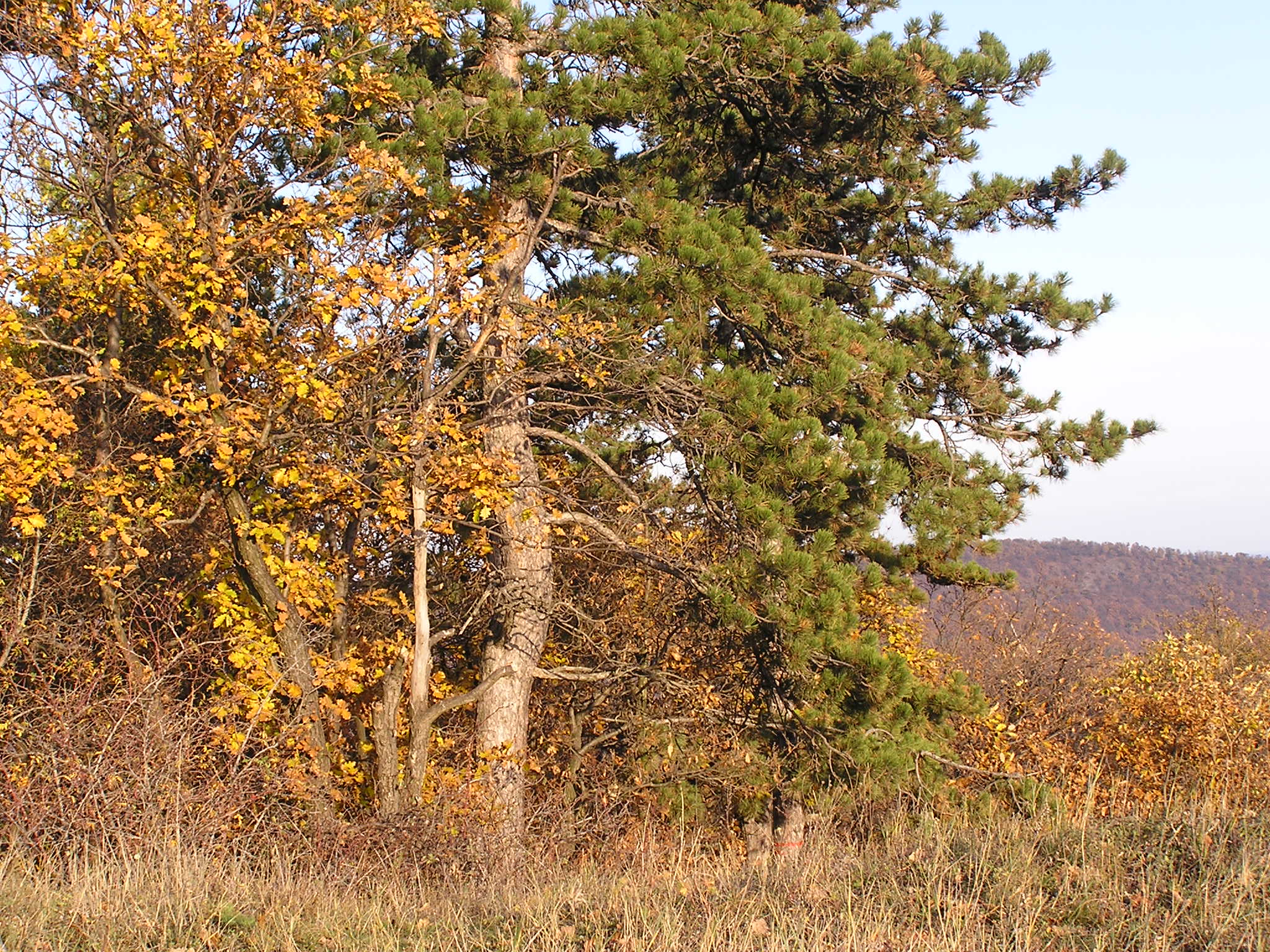 P1010057.JPG
