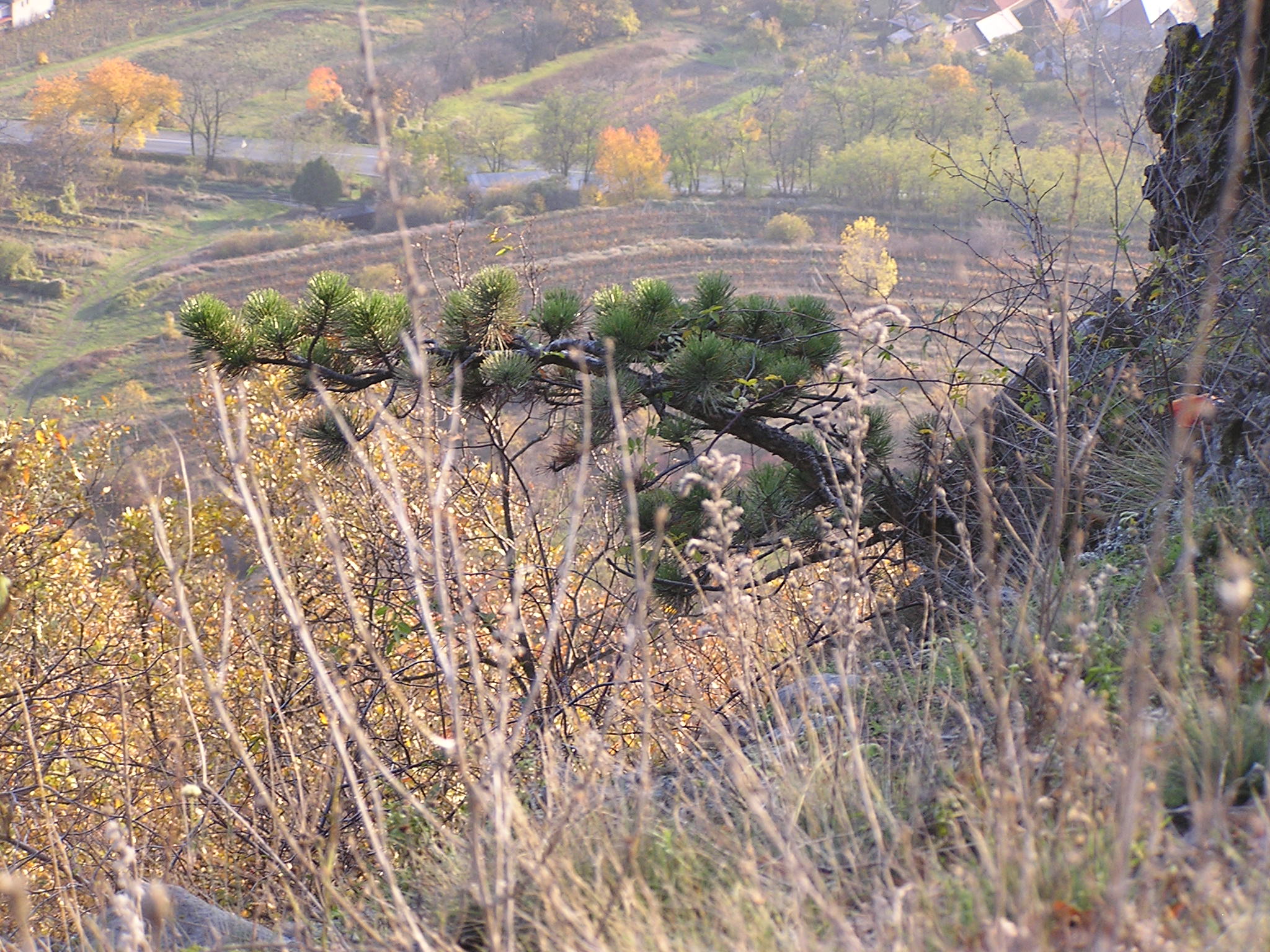 P1010062.JPG